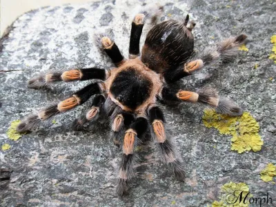 Brachypelma hamorii (dorosła samica)