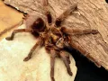 Phormictopus auratus pakiet – dla pasjonata