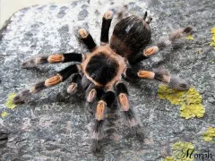 Brachypelma hamorii – ptasznik czerwonokolankowy