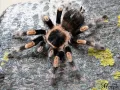 Brachypelma hamorii pakiet – pająki ptaszniki online