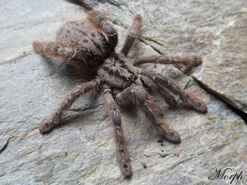 Heteroscodra maculata L1 (1cm)