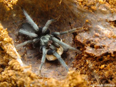 Scopelobates sericeus – mały ptasznik hodowlany