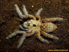 Ceratogyrus sanderi – szybki ptasznik