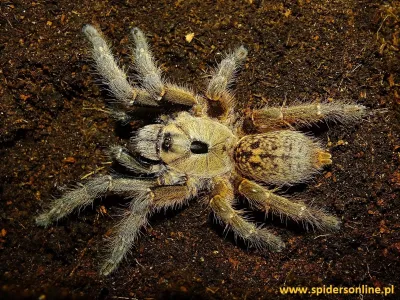 Ceratogyrus sanderi samica – ptasznik afrykański
