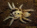 Ceratogyrus sanderi samica – ptasznik afrykański