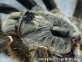 Ceratogyrus darlingi samica – ptasznik dla zaawansowanych