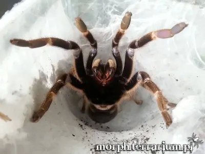 Ceratogyrus darlingi samica – ptasznik dla zaawansowanych