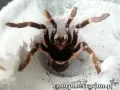 Ceratogyrus darlingi samica – ptasznik dla zaawansowanych