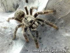 Ceratogyrus darlingi samica – ptasznik dla zaawansowanych 2