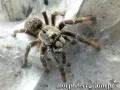 Ceratogyrus darlingi samica – ptasznik dla zaawansowanych