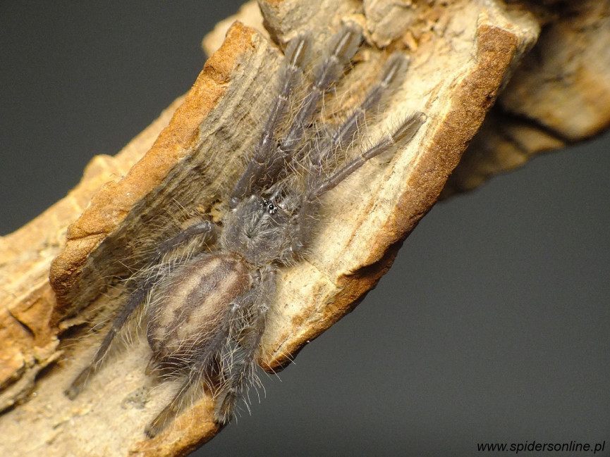 Poecilotheria metallica L1/2 (2cm) x5