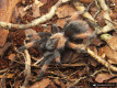 Brachypelma emilia ♀ 2,5-3DC (4,5cm)