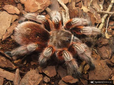 Grammostola rosea RED – ptasznik chilijski różowy online