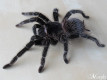 Lasiodora parahybana L2/3 (1cm)