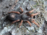 Kochiana brunnipes ♀ 2,5DC (4,5cm) DOROSŁA