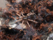 Kochiana brunnipes ♀ 2,5DC (4,5cm) ADULT