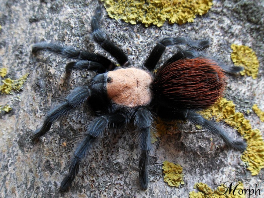 Brachypelma albiceps L5 (2cm)