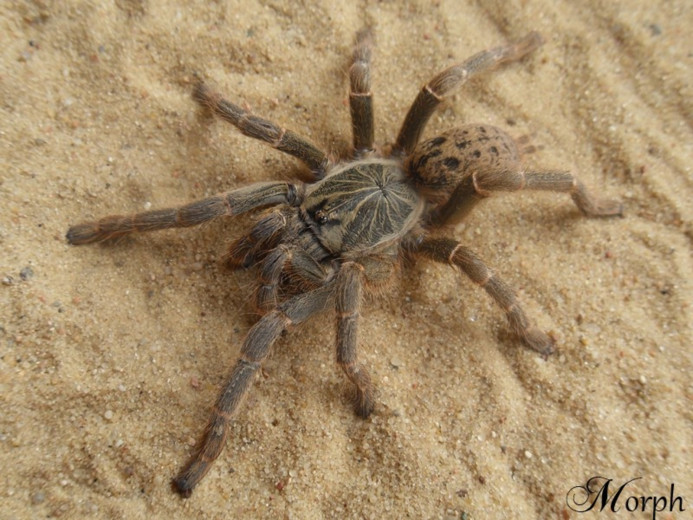 Pterinochilus lugardi MALE 2-2,5DC (4cm)