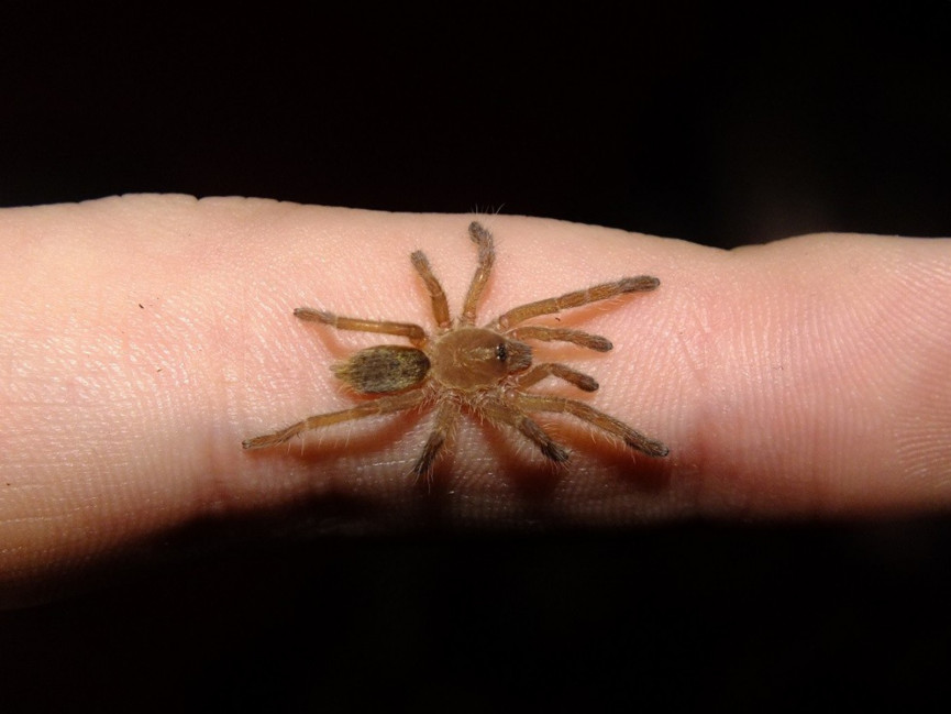 Pterinochilus lugardi MALE 2-2,5DC (4cm)