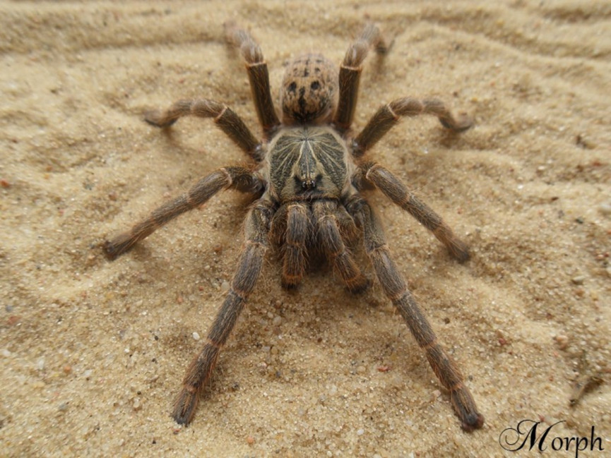 Pterinochilus lugardi SAMIEC 2-2,5DC (4cm)