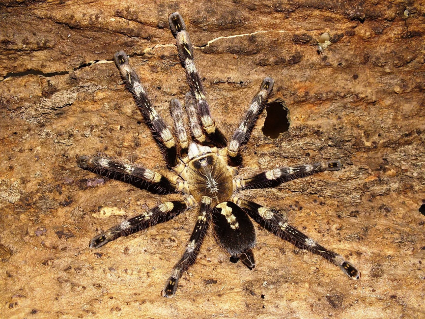 Poecilotheria sp. lowland L2 (2,5cm)