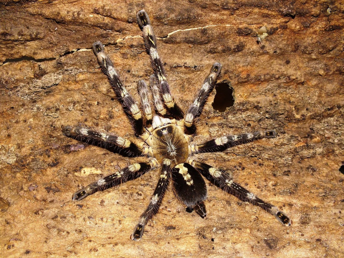 Poecilotheria sp. lowland L2/3 (2,5cm)