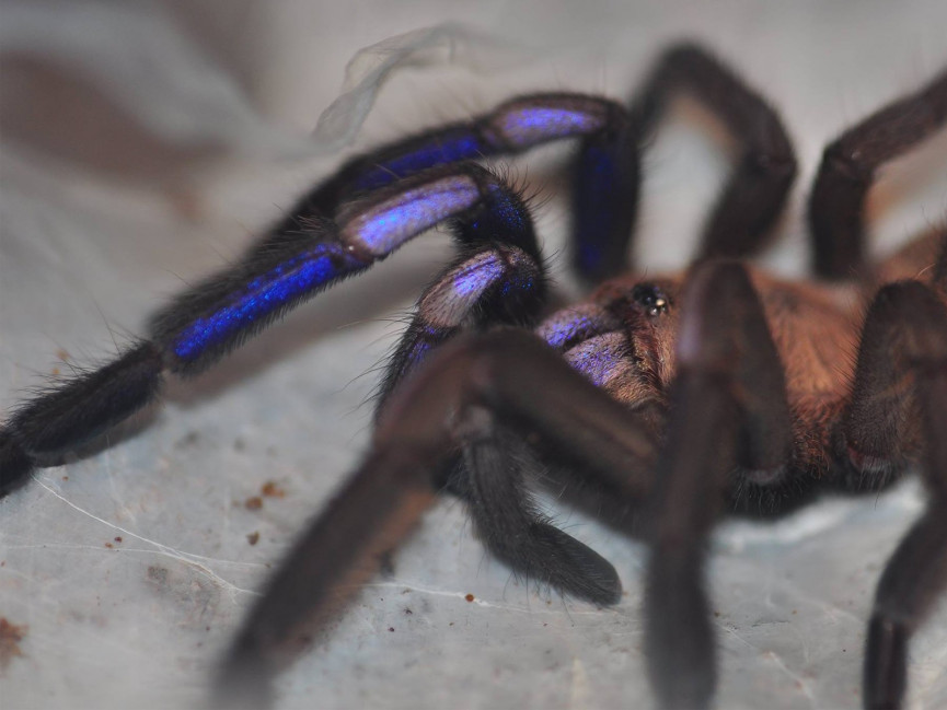 Chilobrachys natanicharum (electric blue) 1DC (2cm)x5