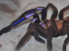 Chilobrachys natanicharum (electric blue) 1DC (2cm) x5