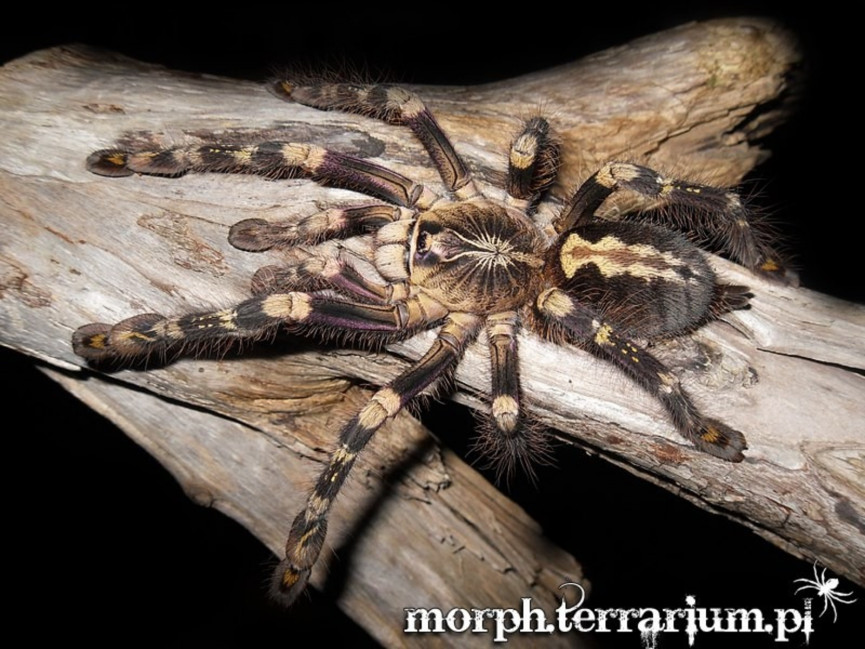 Poecilotheria sp. lowland L2 (2,5cm)