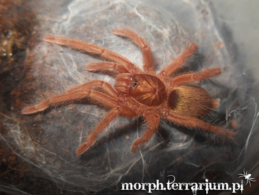 Neoholothele incei gold FEMALE 2DC (4cm)