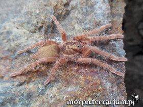 Neoholothele incei gold MALE 2DC (4cm)