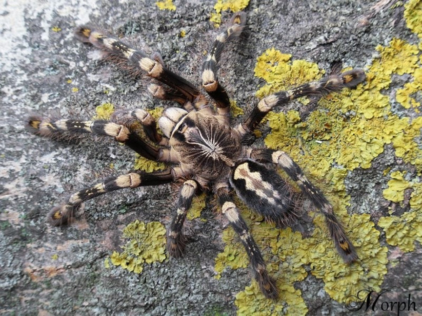 Poecilotheria sp. lowland L2 (2,5cm)