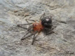 Cyriocosmus perezmilesi – mały pająk hodowlany 2