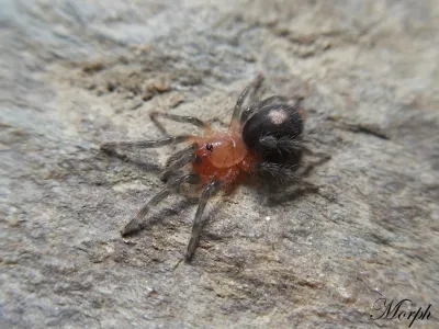 Cyriocosmus perezmilesi – mały pająk hodowlany