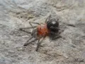 Cyriocosmus perezmilesi – mały pająk hodowlany