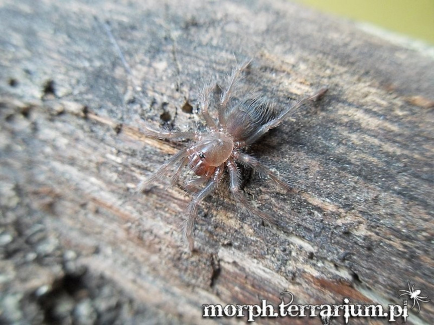 Pterinopelma sazimai L2/3 (1cm) x5