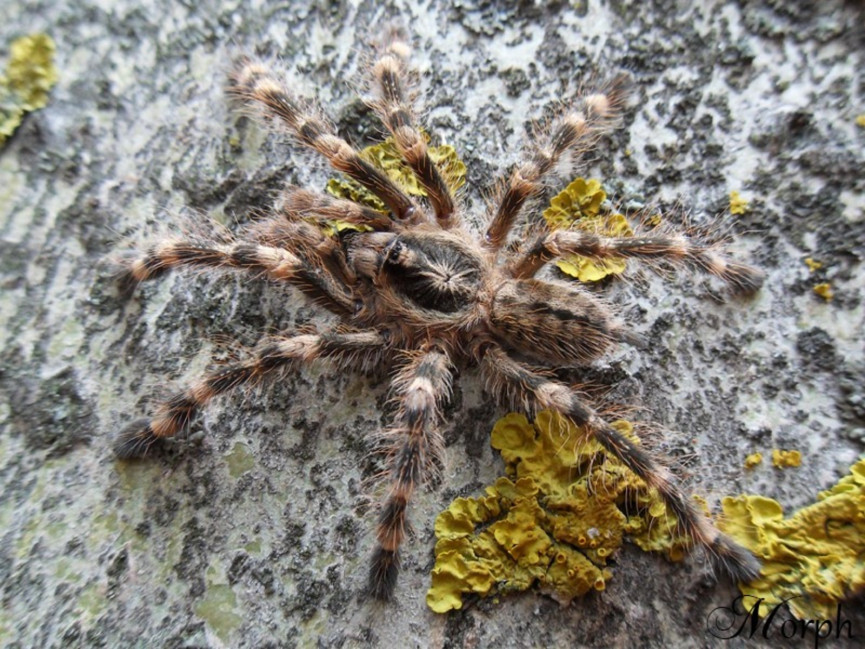 Poecilotheria sp. lowland L2 (2,5cm)