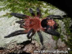 Cyriocosmus perezmilesi – mały pająk hodowlany