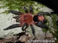 Cyriocosmus perezmilesi – mały pająk hodowlany
