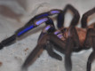 Chilobrachys sp. electric blue ♂ 3,5DC (8cm)
