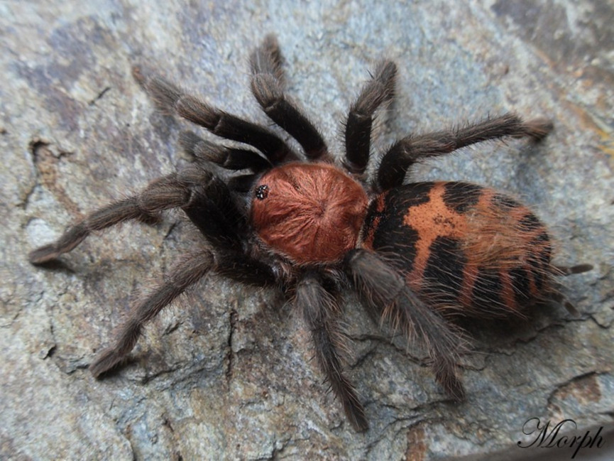 Davus pentaloris (adult female)