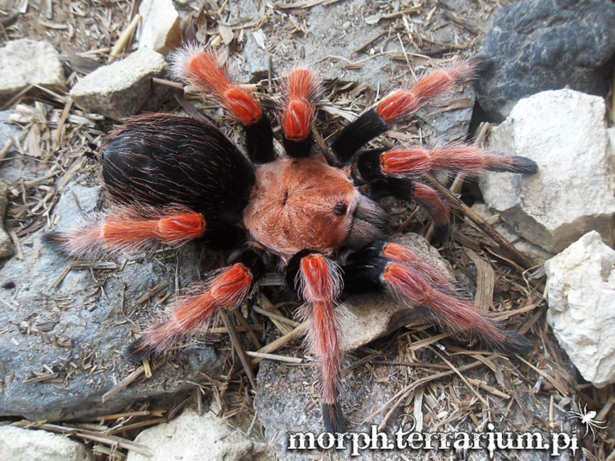 Brachypelma boehmei SAMICA 1,5-2DC (3cm)