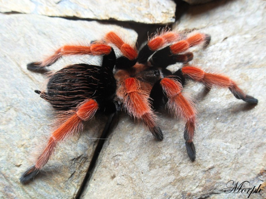 Brachypelma boehmei SAMICA 1,5-2DC (3cm)