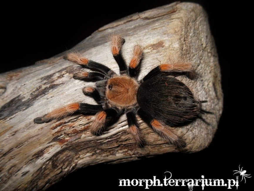 Brachypelma boehmei SAMICA 1,5-2DC (3cm)