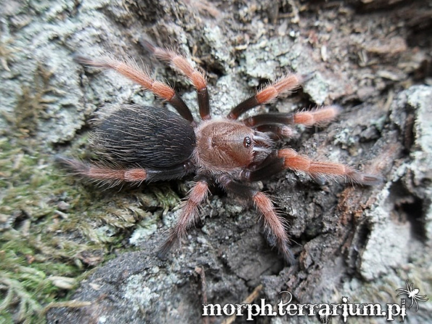 Brachypelma boehmei SAMICA 1,5-2DC (3cm)