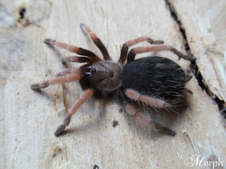 Brachypelma boehmei SAMICA 1,5-2DC (3cm)