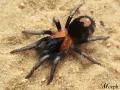 Cyriocosmus elegans L1 - najmniejszy ptasznik na świecie! SpidersOnline