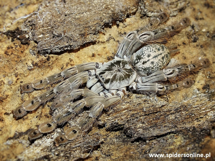 Heteroscodra maculata 1DC (2,5cm)