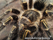 Grammostola pulchripes L2/3 (1,5cm)