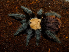 Brachypelma albiceps MALE 4,5DC (9cm)